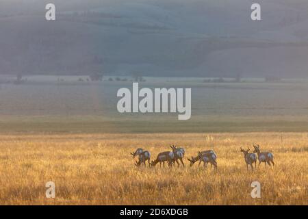 Eine kleine Stachelhornherde grast sich durch Gräser, die vom Sonnenaufgang auf Antelope Flats mit goldenem Licht beleuchtet sind. Grand Teton National Park, Wyoming Stockfoto