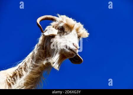 Arganbäume und die Ziegen auf dem Weg zwischen Marrakesch und Essaouira in Marokko Stockfoto