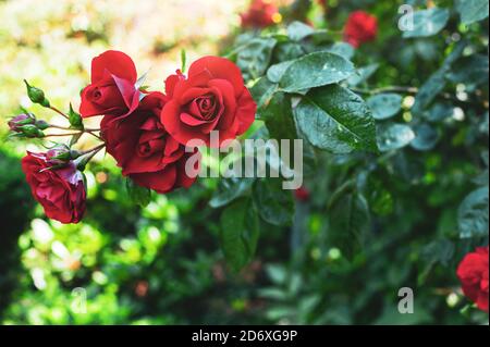 Rote Rosenblüten auf einem Hintergrund von Grün. Stockfoto