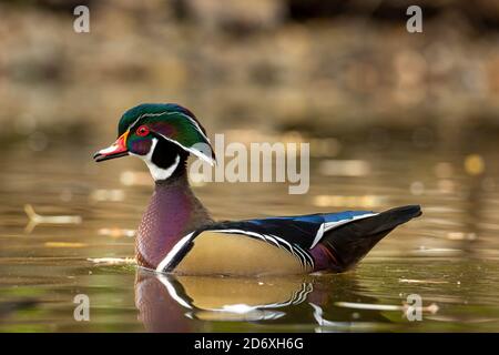 Holzente drake (Aix sponsa) Stockfoto