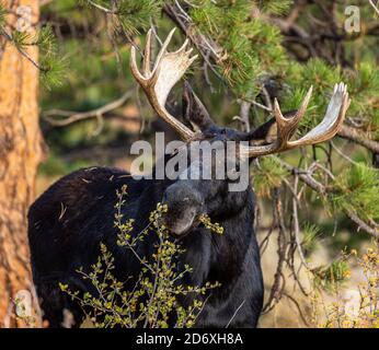 Shiras Elchbulle (Alces alces) auf der Suche nach Büschen Stockfoto