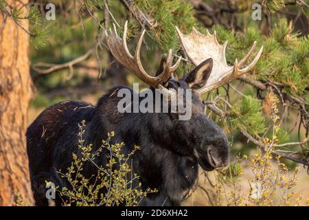 Shiras Elchbulle (Alces alces) Stockfoto