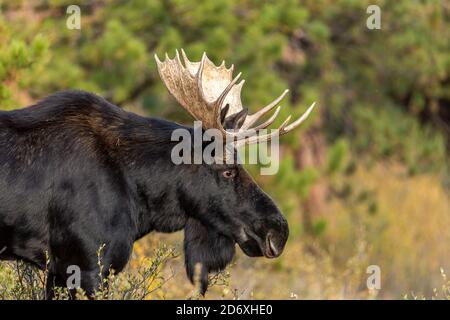 Shiras Elchbulle (Alces alces) Stockfoto