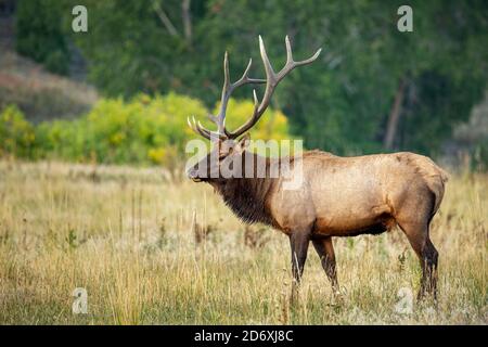Bulle Rocky Mountain Elch (Cervus elaphus nelsoni) Stand Breitseite mit Herbstfarben im Hintergrund Stockfoto