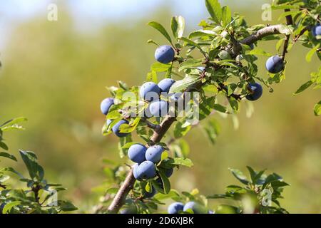 Nahaufnahme der blauen Beeren des Schlehdorns reifen an Buchsen Stockfoto