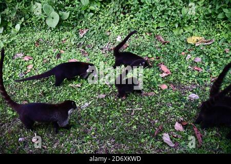 Koati Säugetier Tier in arenal costa rica zentralamerika Stockfoto