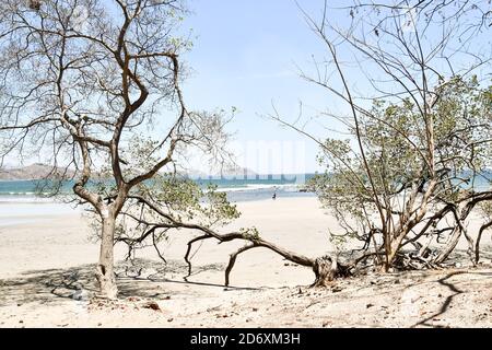 Baum am Strand, Foto als Hintergrund aufgenommen in Nicoya, Costa rica zentralamerika Stockfoto