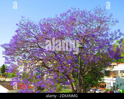 Blühender Jacaranda Baum in Alora Dorf, Andalusien Stockfoto