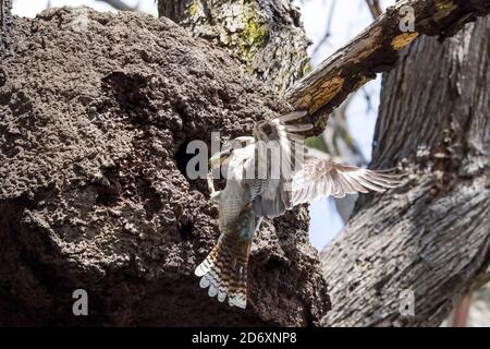 Lachende Kookaburra beim Nest in Termitenhügel im Baum mit Grüner Lebensmittelhändler Cicada für junge Stockfoto