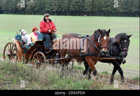 10. Oktober 2020, Sachsen, Bad Düben: Monika Sonntag vom Familienunternehmen 'Kutsche, Kremser und Co.' ist auf Herbstausflug mit einem Landau und Boxer 'Toni' mit Mitarbeitern, Familie und Gästen in Bad Düben. Die kleine Herbstfahrt mit den historischen Kutschen markiert das Ende der Sommersaison und gleichzeitig den Beginn der Winterfahrten. Wärmende Häute und Decken für die Landau und Kremser und heiße Brennsteinziegel als "Fußbodenheizung" für die Postkutscher gehören dann in der kalten Jahreszeit zum Inventar. Foto: Waltraud Grubitzsch/dpa-zentralbild/ZB Stockfoto