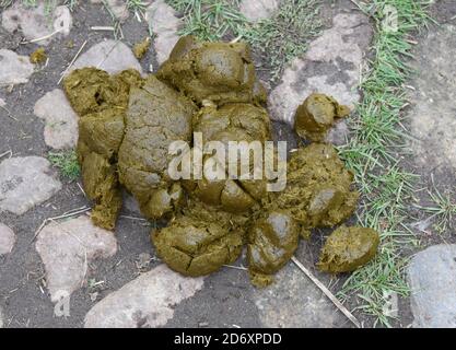 10. Oktober 2020, Sachsen, Bad Düben: Pferdekot liegt auf dem Hof der Spedition 'Kutsche, Kremser & Co' in Bad Düben. Foto: Waltraud Grubitzsch/dpa-zentralbild/ZB Stockfoto