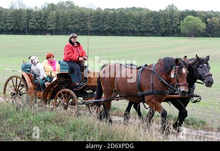 10. Oktober 2020, Sachsen, Bad Düben: Monika Sonntag vom Familienunternehmen 'Kutsche, Kremser und Co.' ist auf Herbstausflug mit einem Landau und Boxer 'Toni' mit Mitarbeitern, Familie und Gästen in Bad Düben. Die kleine Herbstfahrt mit den historischen Kutschen markiert das Ende der Sommersaison und gleichzeitig den Beginn der Winterfahrten. Wärmende Häute und Decken für die Landau und Kremser und heiße Brennsteinziegel als "Fußbodenheizung" für die Postkutscher gehören dann in der kalten Jahreszeit zum Inventar. Foto: Waltraud Grubitzsch/dpa-zentralbild/ZB Stockfoto