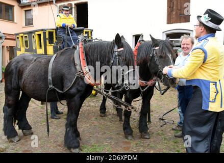 10. Oktober 2020, Sachsen, Bad Düben: Vor der Abfahrt mit Postkutsche, Landauer und vis-a-vis Kutsche werden die Pferde auf dem Hof von Siegfried Händler und Monika Sonntag vom Familienunternehmen 'Kutsche, Kremser und Co. Gespannt. Familie und Gäste in Bad Düben mit den historischen Kutschen markieren das Ende der Sommersaison und gleichzeitig den Beginn der Winterritte. Wärmende Pelze und Decken für die Landau und Kremser und heiße Brennsteinziegel als "Fußbodenheizung" für die Postkutscher gehören dann in der kalten Jahreszeit zum Inventar. Foto: Waltrau Stockfoto