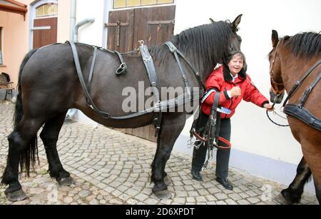 10. Oktober 2020, Sachsen, Bad Düben: Vor der Fahrt mit der Postkutsche, Landauer und vis-a-vis Kutsche legt Monika Sonntag vom Familienunternehmen 'Kutsche, Kremser und Co.' das Geschirr der Pferde an. Die kleine Herbstfahrt mit Mitarbeitern, Familie und Gästen in Bad Düben mit den historischen Kutschen markiert das Ende der Sommersaison und gleichzeitig den Beginn der Fahrten im Winter. Wärmende Pelze und Decken für die Landau und Kremser und heiße Brennsteinziegel als "Fußbodenheizung" für die Postkutscher gehören dann in der kalten Jahreszeit zum Inventar. Foto: Waltraud Grubitzsch/dpa-zen Stockfoto