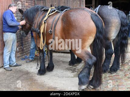 10. Oktober 2020, Sachsen, Bad Düben: Vor der Abfahrt mit Postkutsche, Landauer und vis-a-vis Trainer, Siegfried Händler aus dem Familienunternehmen 'Kutsche, Kremser und Co. Die kleine Herbstfahrt mit Mitarbeitern, Familie und Gäste in Bad Düben mit den historischen Kutschen markieren das Ende der Sommersaison und gleichzeitig den Beginn der Fahrten im Winter. Wärmende Häute und Decken für die Landau und Kremser und heiße Brennsteine als "Fußbodenheizung" für die Postkutscher gehören dann in der kalten Jahreszeit zum Inventar. Foto: Waltraud Grubitzsch/dpa-zentralbild/ZB Stockfoto