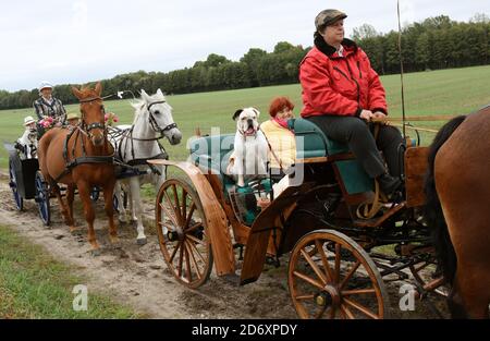 10. Oktober 2020, Sachsen, Bad Düben: Monika Sonntag vom Familienunternehmen 'Kutsche, Kremser und Co.' ist auf Herbstausflug mit einem Landau und Boxer 'Toni' mit Mitarbeitern, Familie und Gästen in Bad Düben. Die kleine Herbstfahrt mit den historischen Kutschen markiert das Ende der Sommersaison und gleichzeitig den Beginn der Winterfahrten. Wärmende Häute und Decken für die Landau und Kremser und heiße Brennsteinziegel als "Fußbodenheizung" für die Postkutscher gehören dann in der kalten Jahreszeit zum Inventar. Foto: Waltraud Grubitzsch/dpa-zentralbild/ZB Stockfoto