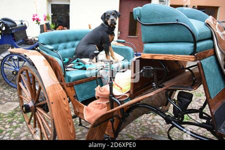 10. Oktober 2020, Sachsen, Bad Düben: Vor der Fahrt mit Postkutsche, Landauer und vis-a-vis-Trainer, Mischling 'Thyra' sitzt auf einem Landauer im Hof von Siegfried Händler und Monika Sonntag vom Familienunternehmen 'Kutsche, Kremser und Co. Die kleine Herbstfahrt mit Mitarbeitern, Familie und Gäste in Bad Düben mit den historischen Kutschen markieren das Ende der Sommersaison und gleichzeitig den Beginn der Fahrten im Winter. Wärmende Pelze und Decken für Landauer und Kremser und heiße Brennsteine als "Fußbodenheizung" für die Postkutscher gehören dann in der kalten Jahreszeit zum Inventar Stockfoto