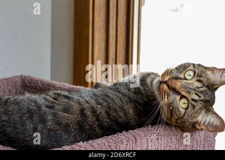 Nahaufnahme der Porträt-Ansicht eines grau und braun gestreiften Tabby Katze entspannen in einem erhöhten Katzenbaum Stockfoto