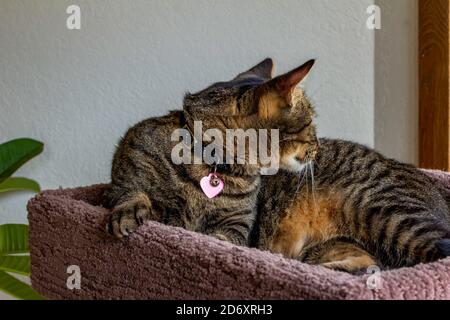 Nahaufnahme der Porträt-Ansicht eines grau und braun gestreiften Tabby Katze entspannen in einem erhöhten Katzenbaum Stockfoto