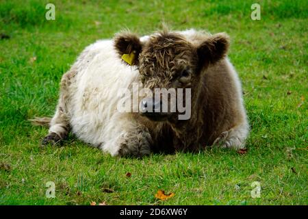Eine wollige Kuh oder ein Kalb, die auf der Wiese liegt. Halb braun, halb weiß gefärbt. Stockfoto