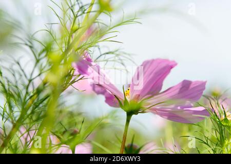 Isolierter Kosmos rosa Blume in einem Garten auf einem Sommer Tag Stockfoto