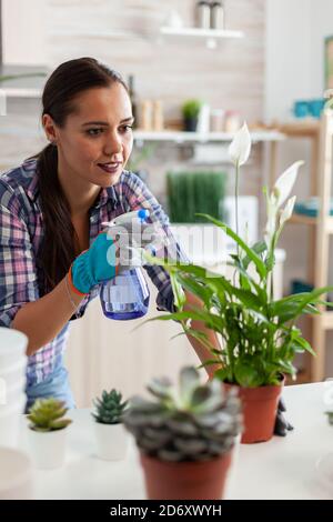 Fröhliche Frau, die Pflanzen in der Küche zu Hause ausstreckt. Mit Fertil Boden mit Schaufel in Topf, weiße Keramik Blumentopf und Zimmerpflanze für die Wiederbepflanzung für Hausdekoration Pflege vorbereitet. Stockfoto