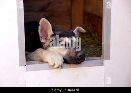 Junge Welpen der Rasse Osteuropäische Schaf-Hund Stockfoto