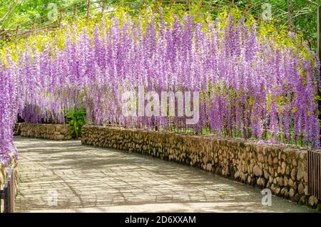 Schöner hängender lila Blumentunnel im Cherntawan International Meditation Centre in Chiang Rai, Thailand Stockfoto