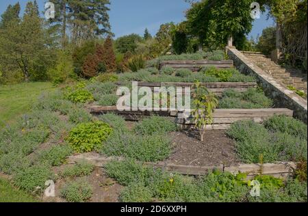 Terrassenförmige Blumenbeete mit Catmint (Nepeta), Geranien und einem jungen Magnolienbaum in einem Country Cottage Garden in Rural West Sussex, England, UK Stockfoto