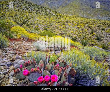 Blühende Wüste in Kalifornien Anza-Borego Stockfoto