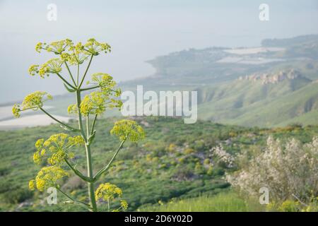 Der riesige Fenchel (Ferula communis), in der Landschaft der Golanhöhen, Israel Stockfoto