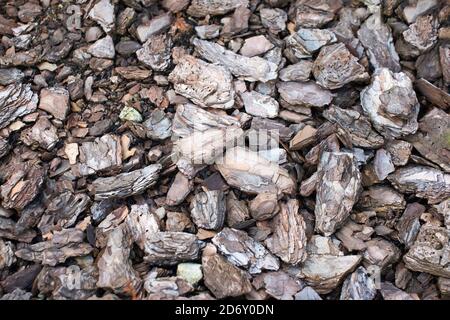 Stücke von Kiefernrinde Teppich auf der Oberfläche der Erde. Brauner natürlicher Hintergrund. Bodenmulch im Landschaftsdesign, selektiver Fokus Stockfoto