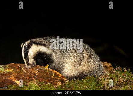 Dachs (Wissenschaftlicher Name: Meles Meles) Wilder, einheimischer, europäischer Dachs, der nachts auf verfallendem Baumstamm nach Gruben aufforst. Natürlicher Lebensraum im Wald. Stockfoto