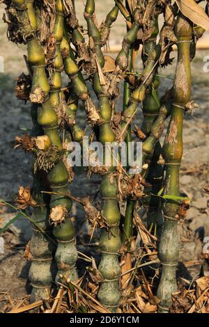 Der Bambus in Gopalgonj, Bangladesch. Stockfoto