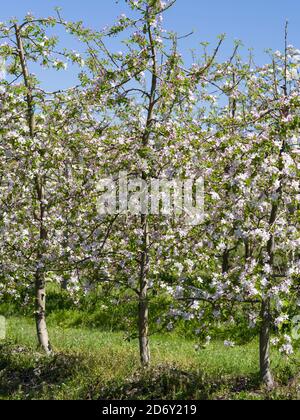 Apfelplantage in der Nähe von Carrazeda de Ansiaes, einem Obstbauzentrum in Portugal. Das Tal des Flusses Douro. Es ist das Weinanbaugebiet Alto Douro Stockfoto