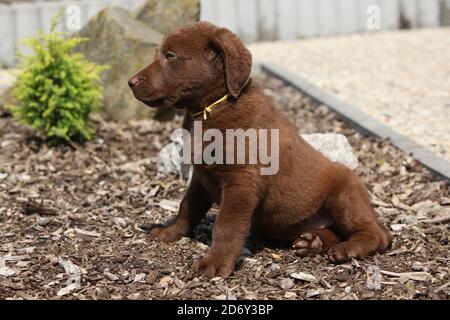 Erstaunlich chesapeake Bay Retriever Welpen sitzen im Garten Stockfoto