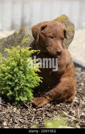 Erstaunlich chesapeake Bay Retriever Welpen sitzen im Garten Stockfoto