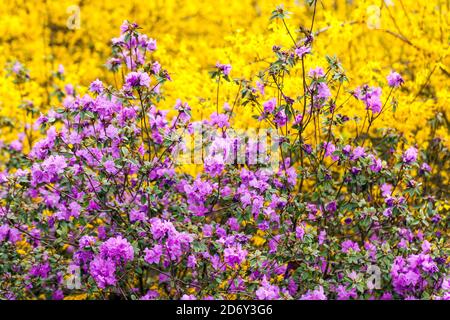 Frühlingsgarten Sträucher Frühlingsgarten blüht Rhododendron dauricum, Frühlingsgarten mit Sträuchern Frühlingsblühende Sträucher Stockfoto