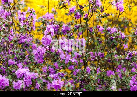 Blühende Sträucher Bäume Frühling Purple Rhododendron dauricum Gelb Forsythia blühende April Gelb Purple Blossoms Garten Frühlingspflanzen in der Blüte Stockfoto