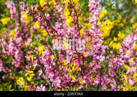 Blühende Sträucher Bäume Frühling Stockfoto