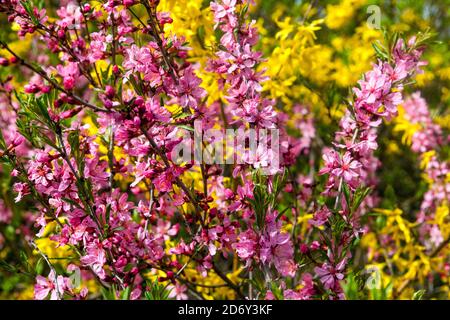 Frühlingsgartensträube Forsythia Prunus blühen Stockfoto