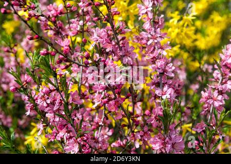 Blühende Sträucher Garten Prunus tenella in Blüte Rosa Gelb blühender Sträucher April Garten Frühfrühling Sträucher Zwerg Russische Mandel April Blumen Blüten Stockfoto