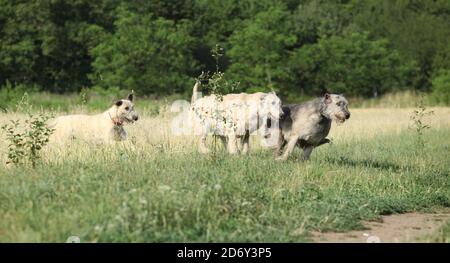 Erstaunliche irische Wolfshunde laufen zusammen in der Natur Stockfoto