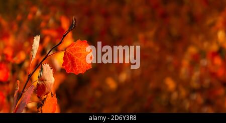 Rote Herbstblätter auf einem verschwommenen Hintergrund. Horizontales Banner mit Platz für Text. Heller natürlicher Herbsthintergrund im Sonnenlicht. Das Konzept von Golden A Stockfoto