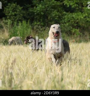 Erstaunliche irische Wolfshunde laufen zusammen in der Natur Stockfoto