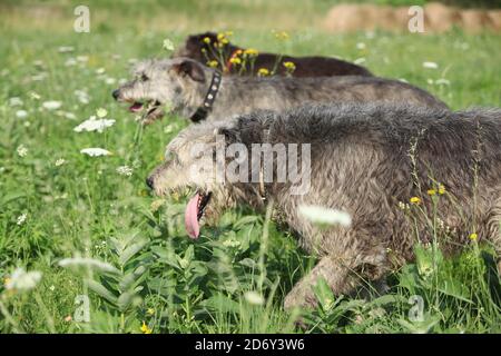 Erstaunliche irische Wolfshunde laufen zusammen in der Natur Stockfoto