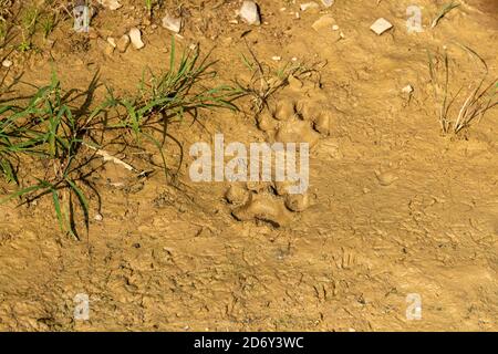 Wild Tiger Pugmark auf nassem Boden im ranthambore Nationalpark Oder Tiger Reserve sawai madhopur rajasthan indien Stockfoto