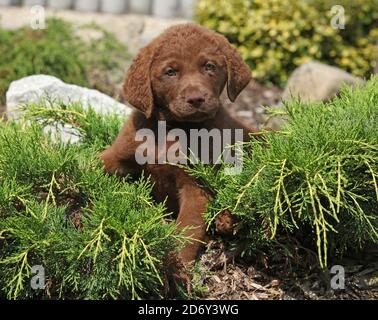 Schöner chesapeake Bay Retriever Welpe liegt im Garten Stockfoto