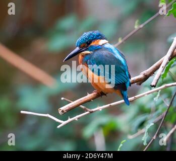 Jungtier Eisvogel, der gute Aussichten im Park bietet Stockfoto