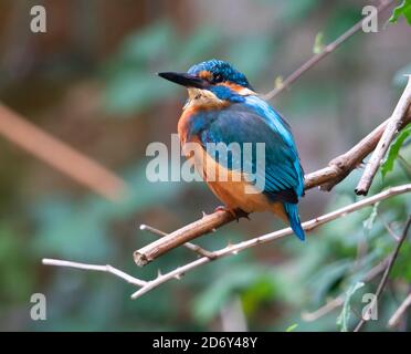 Jungtier Eisvogel, der gute Aussichten im Park bietet Stockfoto